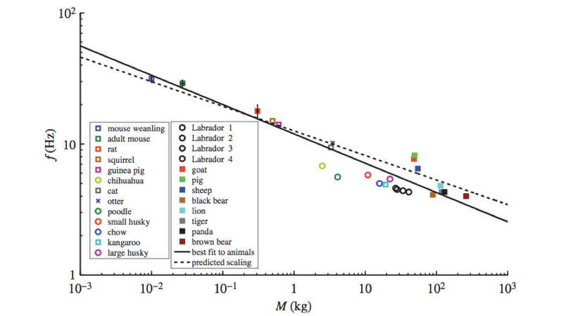 Illustration for article titled "Fur particle tracking"Â reveals the mystery of the wet-dog shake